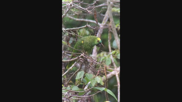 アオボウシインコ - ML362415911