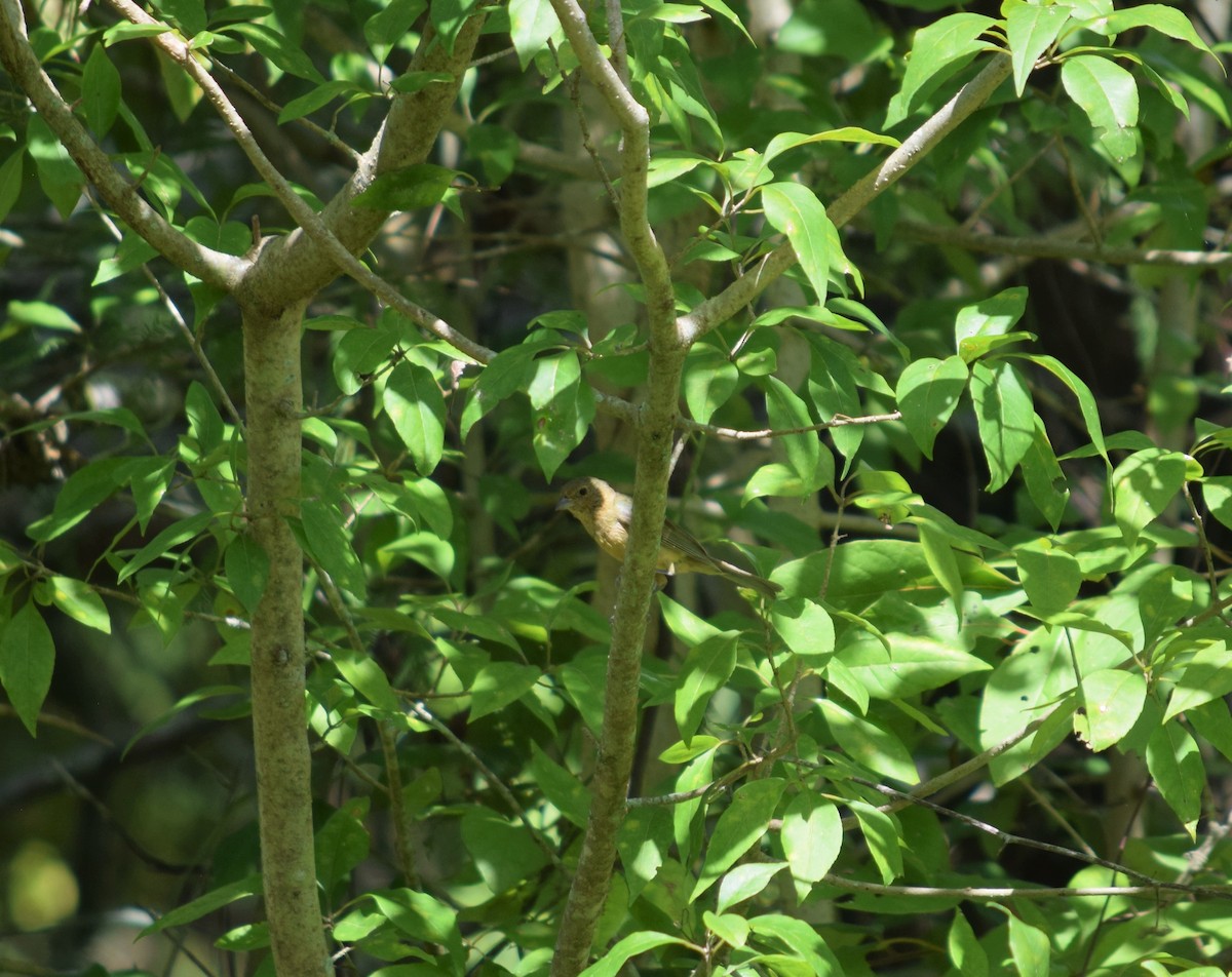 Painted Bunting - Garrett Rhyne