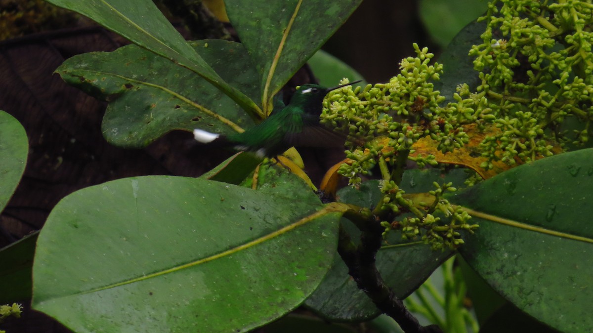 Purple-bibbed Whitetip - ML36241871