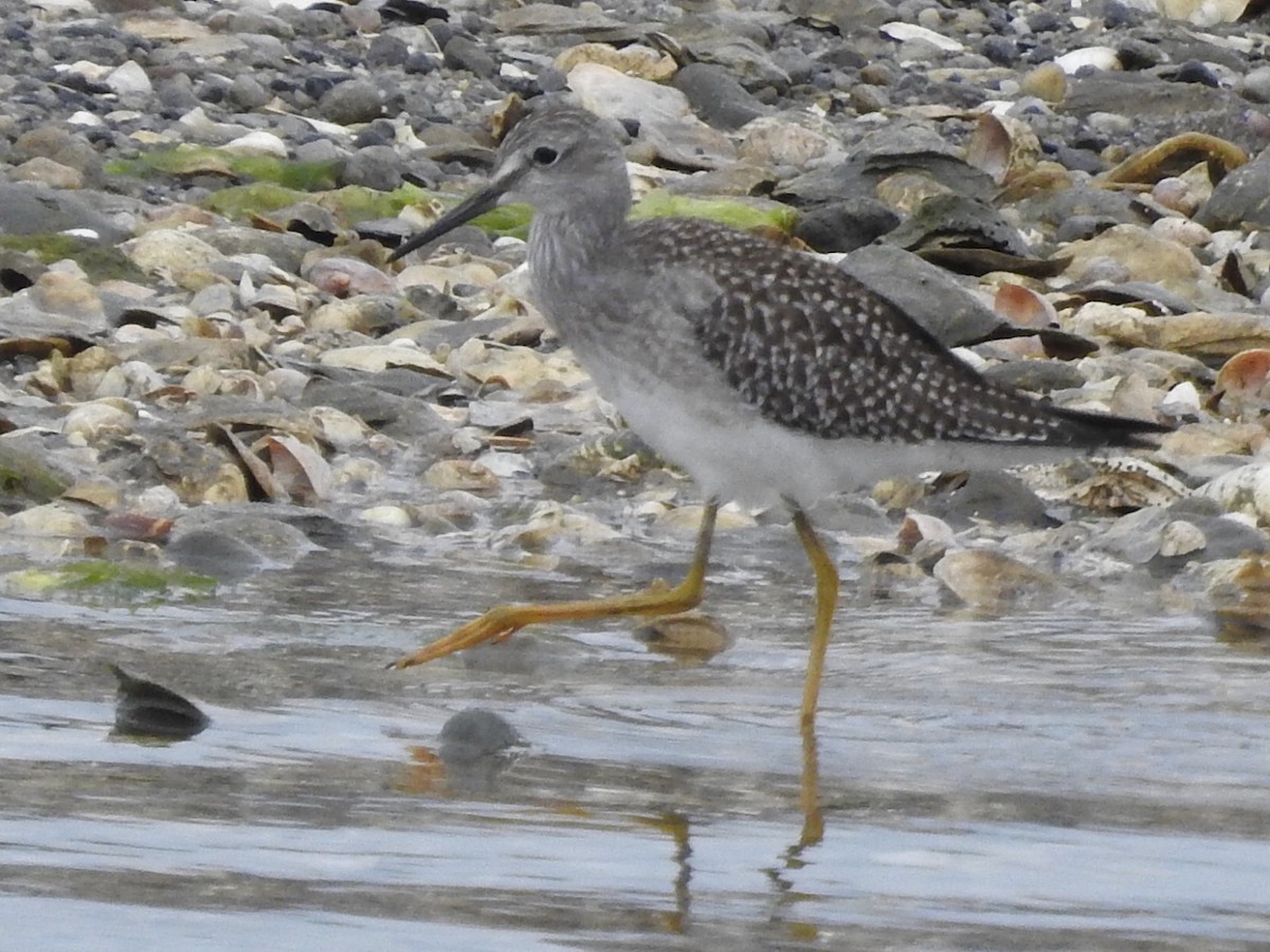 Lesser Yellowlegs - ML362419641