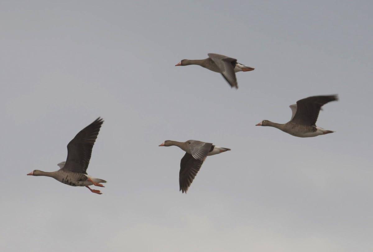 Greater White-fronted Goose - ML362419801
