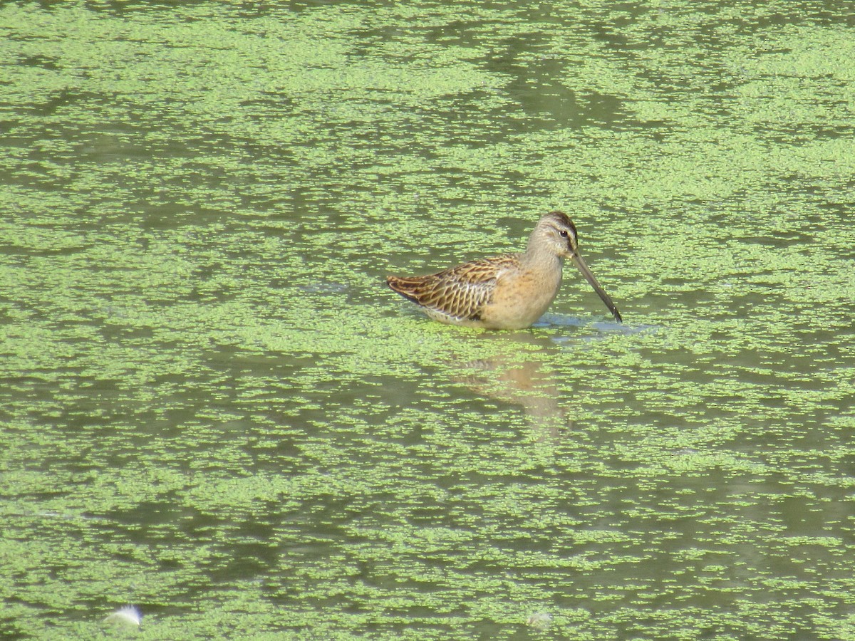 Short-billed Dowitcher - Mike Partridge
