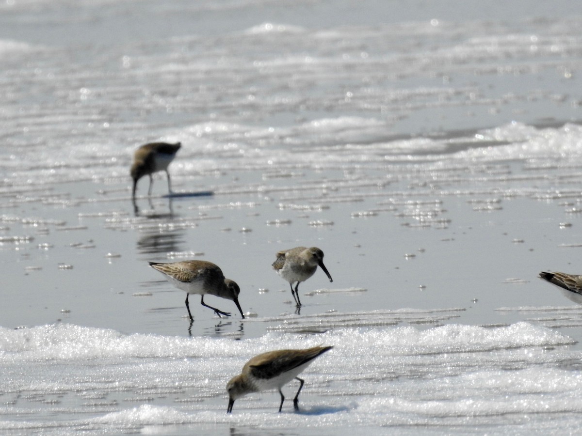 Dunlin - ML362424031