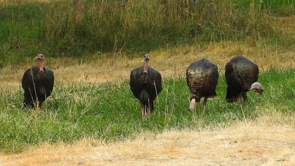 Wild Turkey - ML362424041