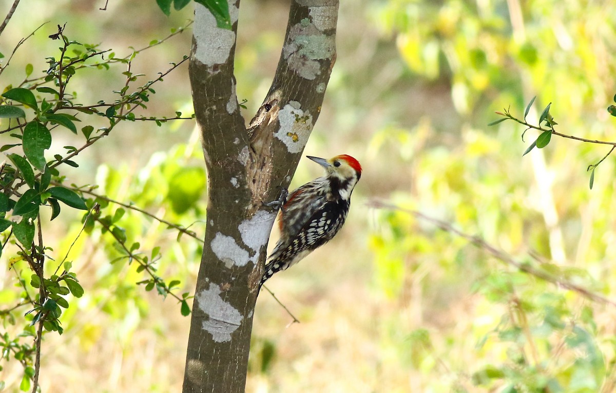 Yellow-crowned Woodpecker - Pavan Thilina Bopitiya Gamage