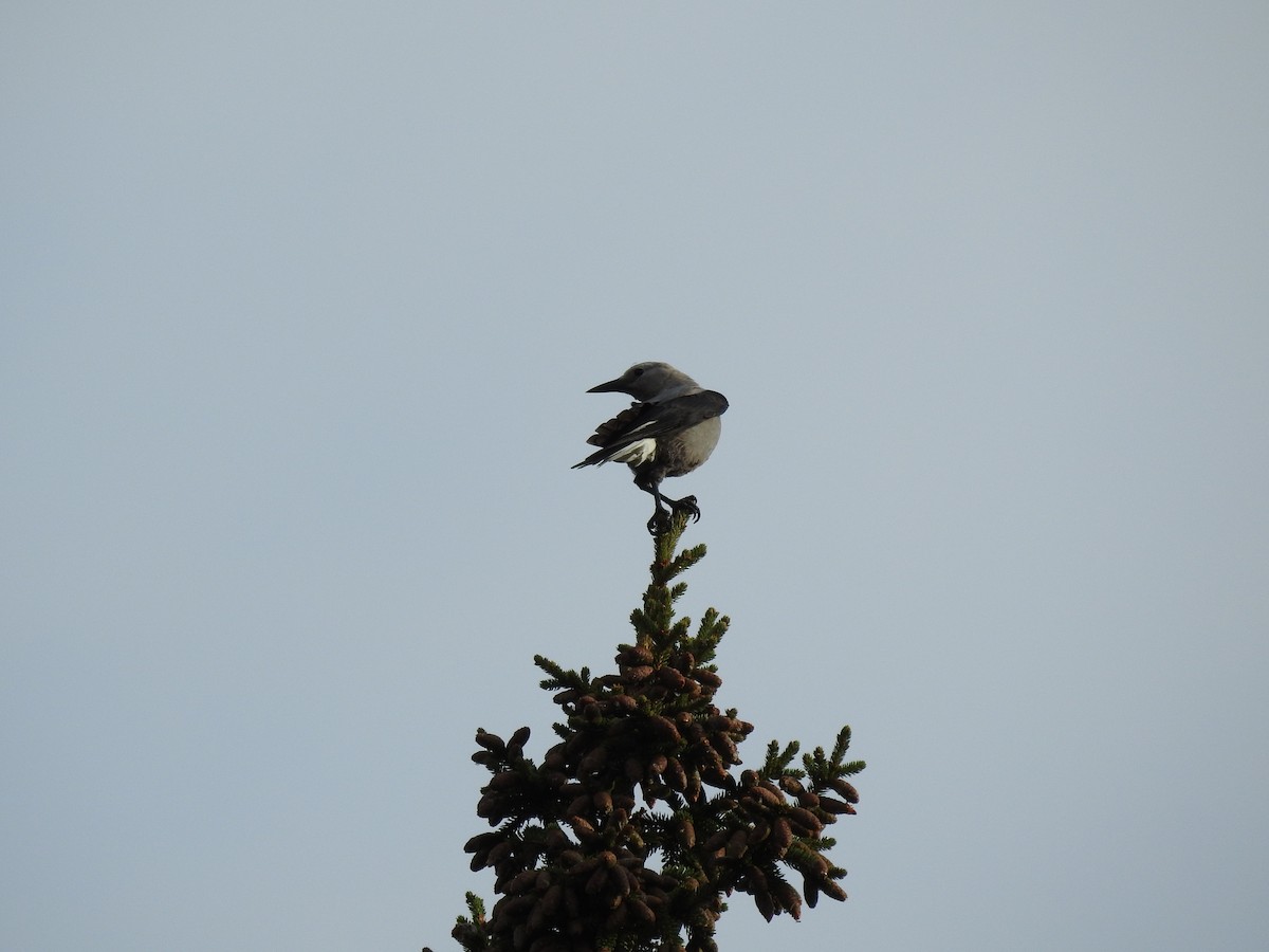 Clark's Nutcracker - Sachi Snively