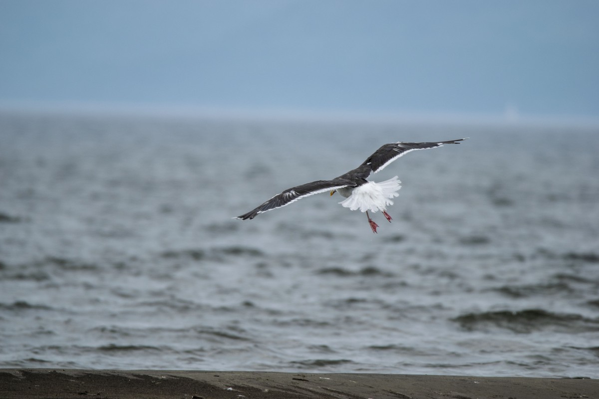 Great Black-backed Gull - ML362429331