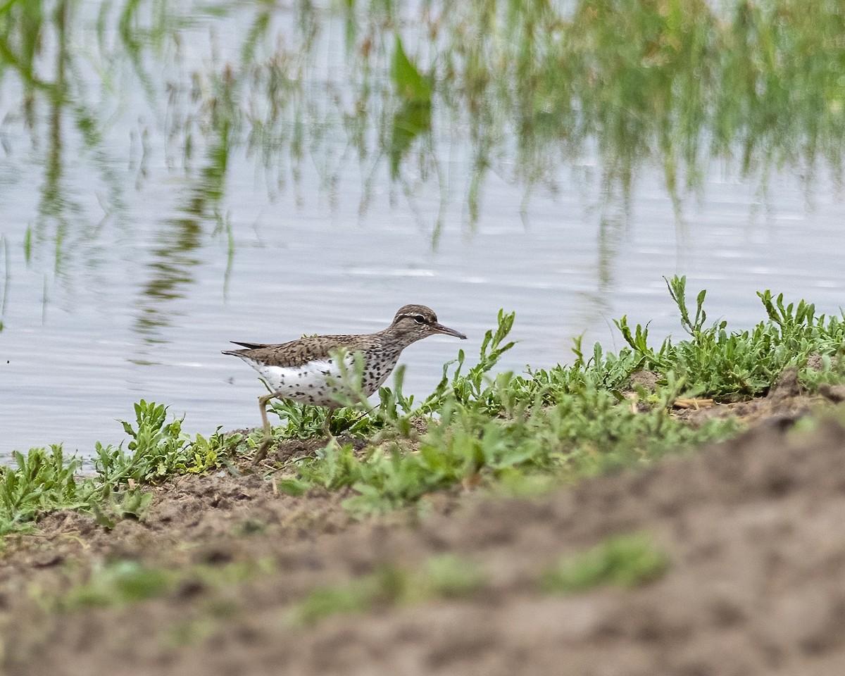 Spotted Sandpiper - ML362429611