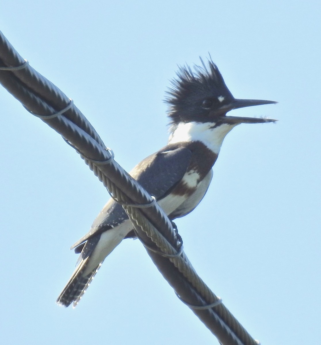 Belted Kingfisher - ML362430061