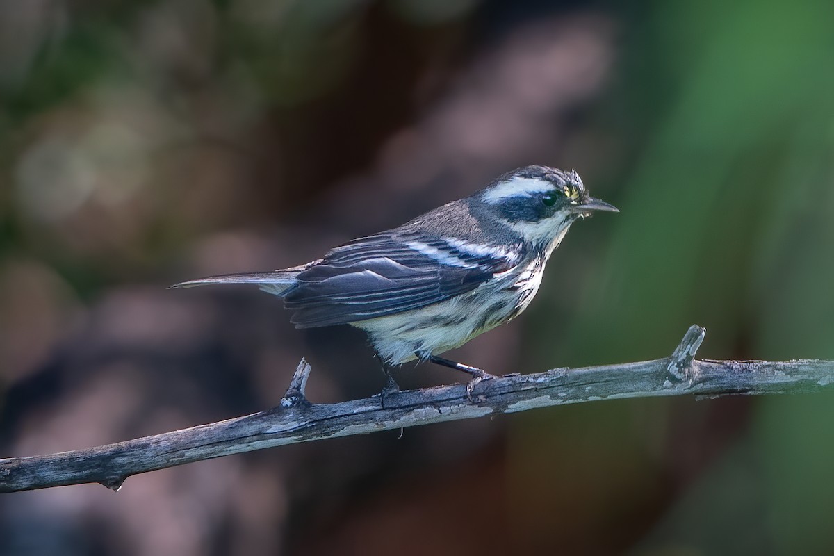 Black-throated Gray Warbler - Shawn Cooper