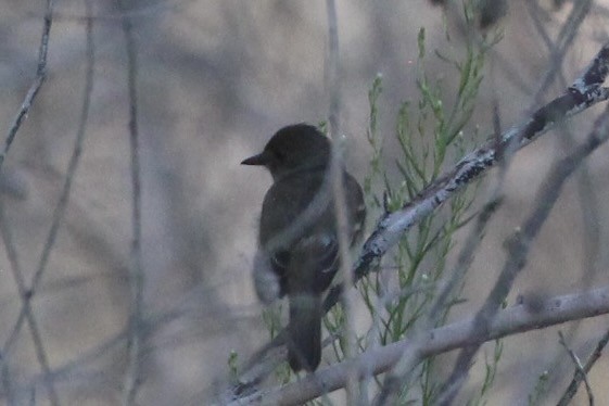 Willow Flycatcher - ML362431161