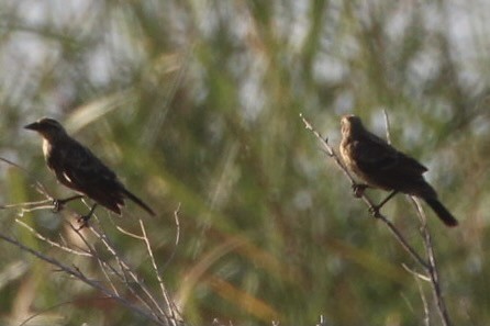 Red-winged Blackbird - ML362431261