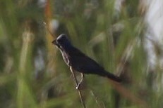 Blue Grosbeak - ML362431321