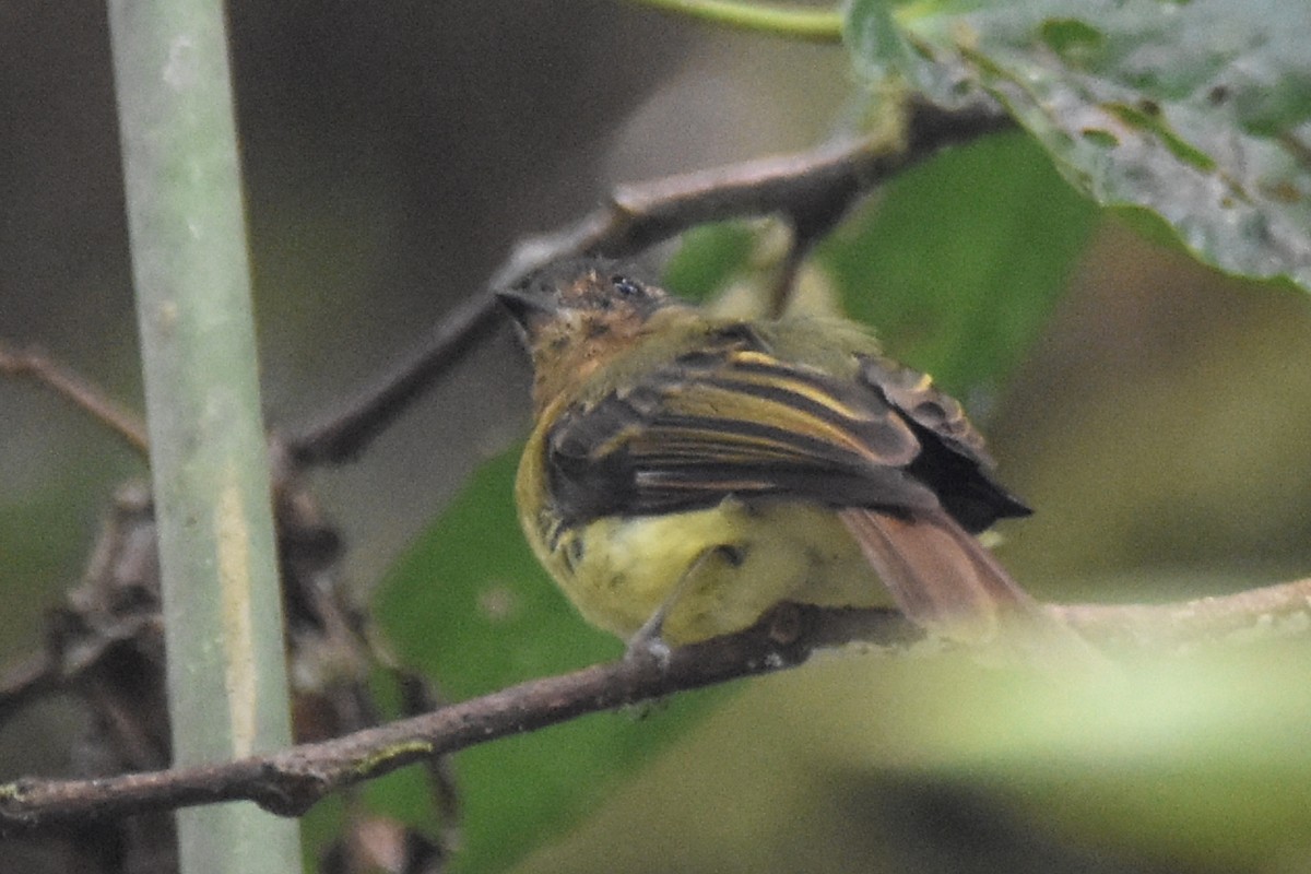 Rufous-breasted Flycatcher - ML362431501