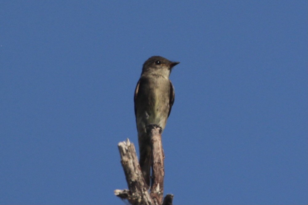 Western Wood-Pewee - ML362433871