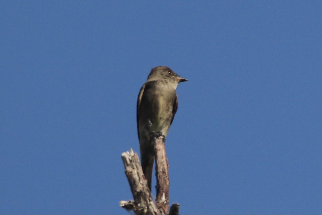 Western Wood-Pewee - ML362433881