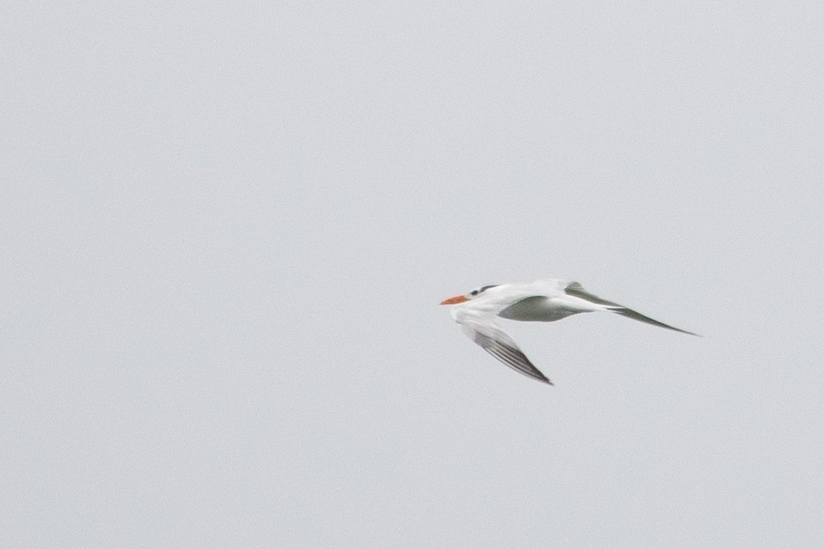 Royal Tern - ML362434131