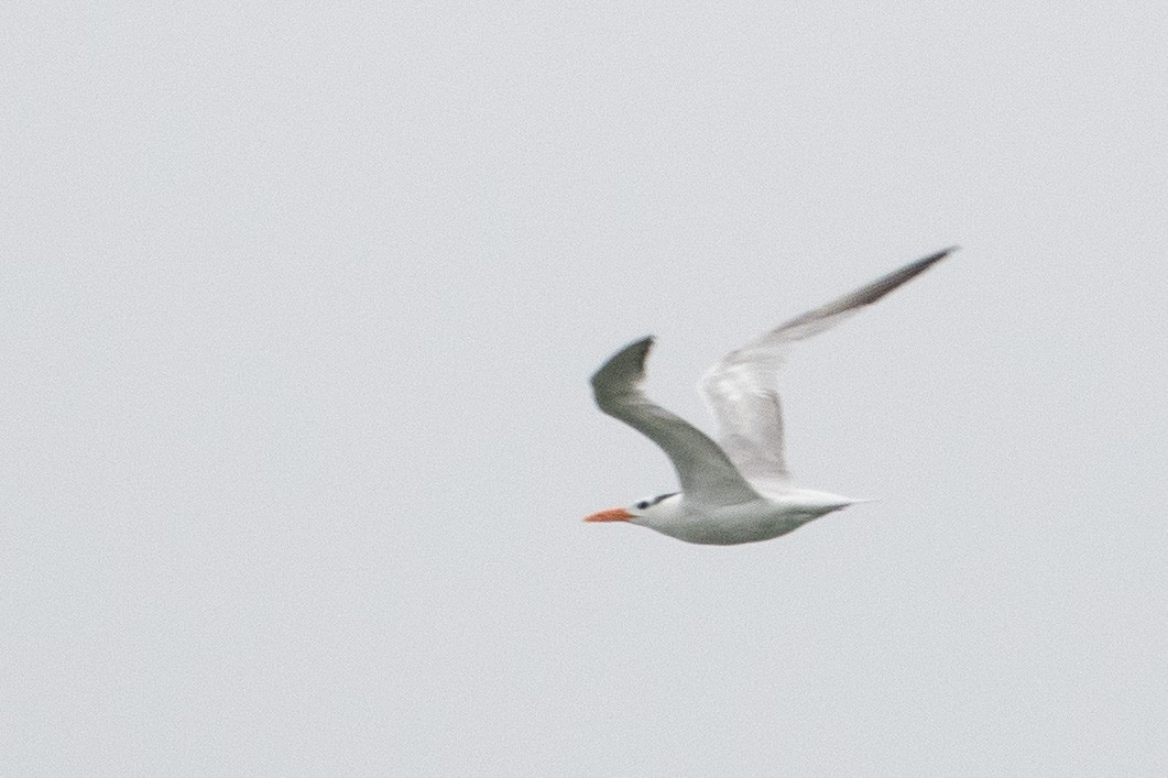 Royal Tern - ML362434151