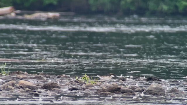 Phalarope de Wilson - ML362434451