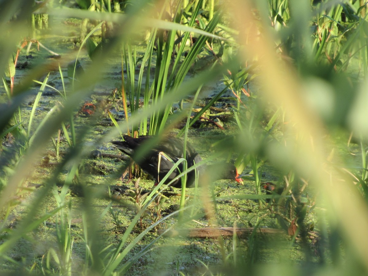 Gallinule d'Amérique - ML362434491