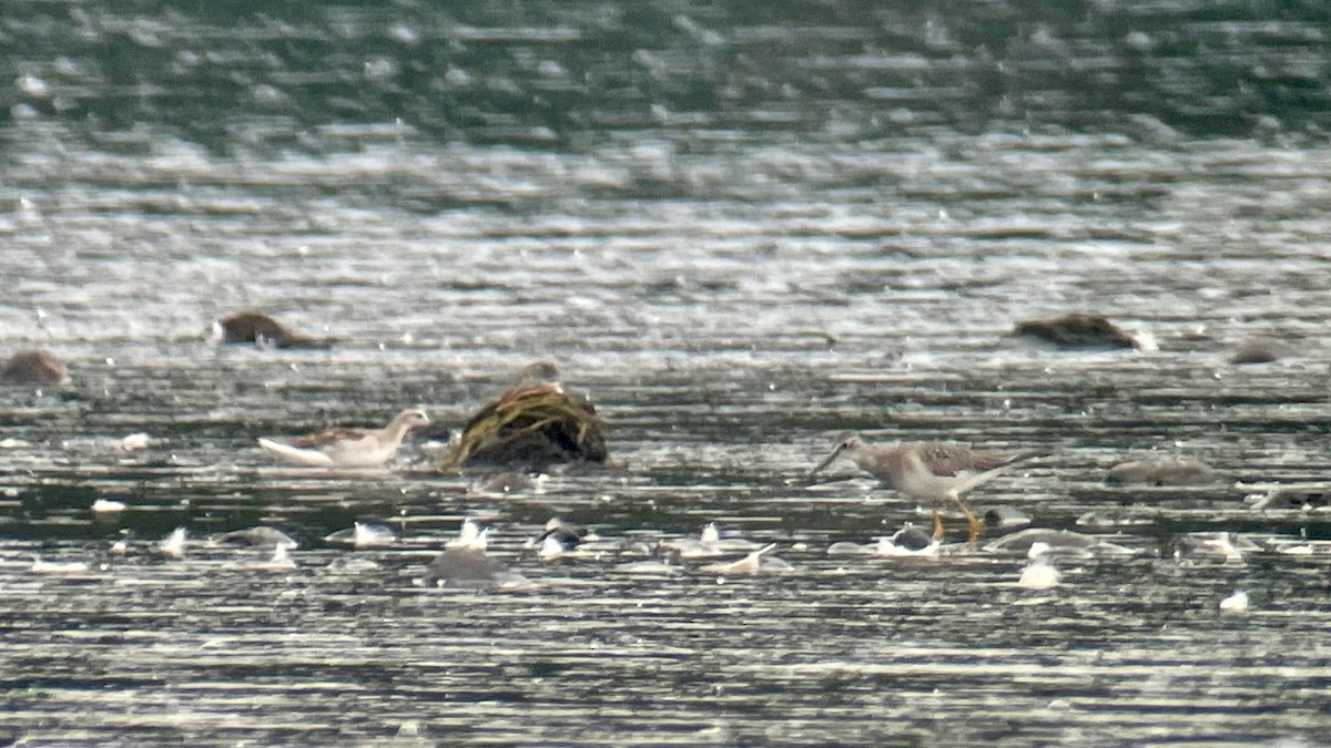 Wilson's Phalarope - ML362434661