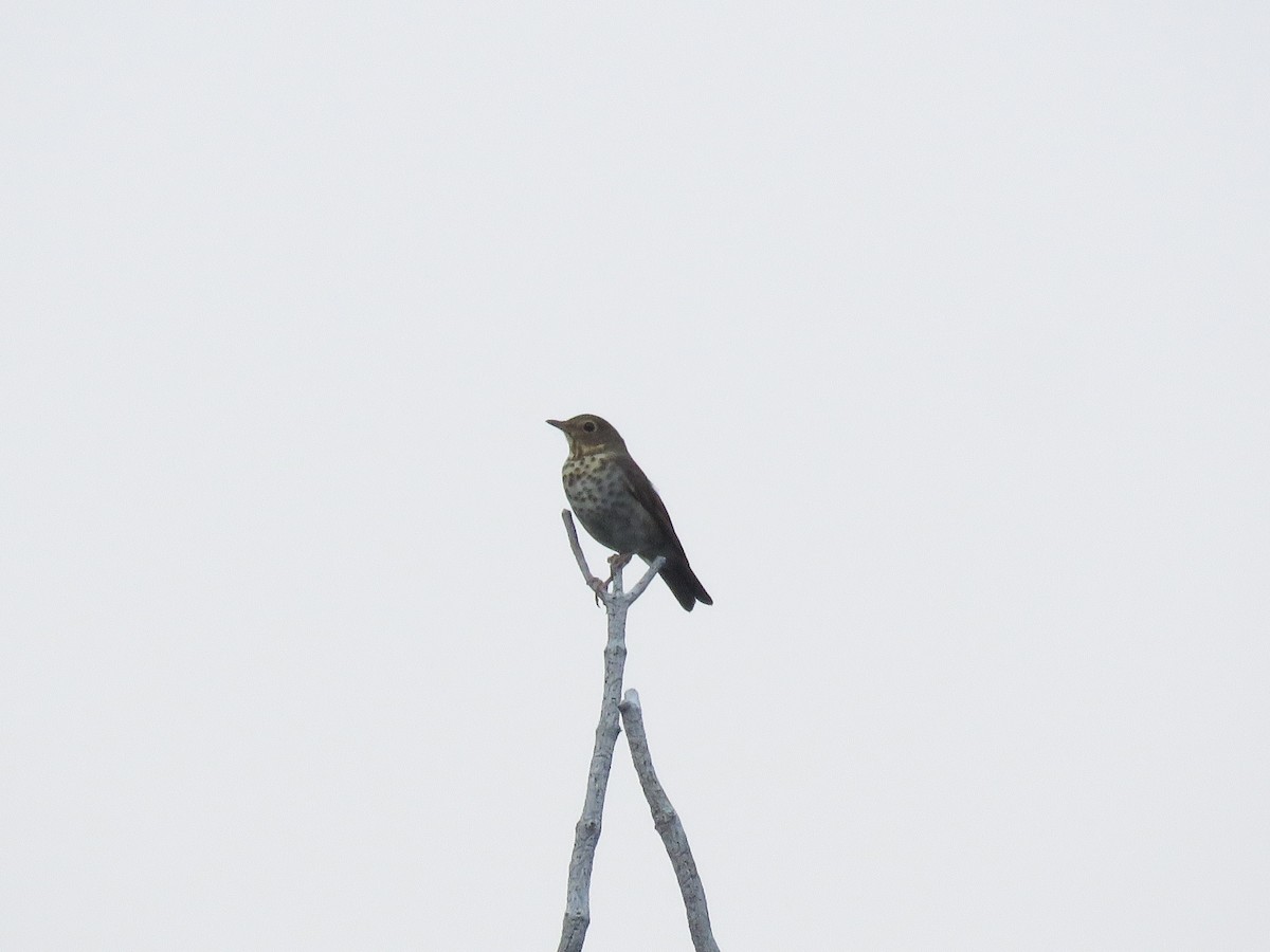 Hermit Thrush - Curtis Mahon