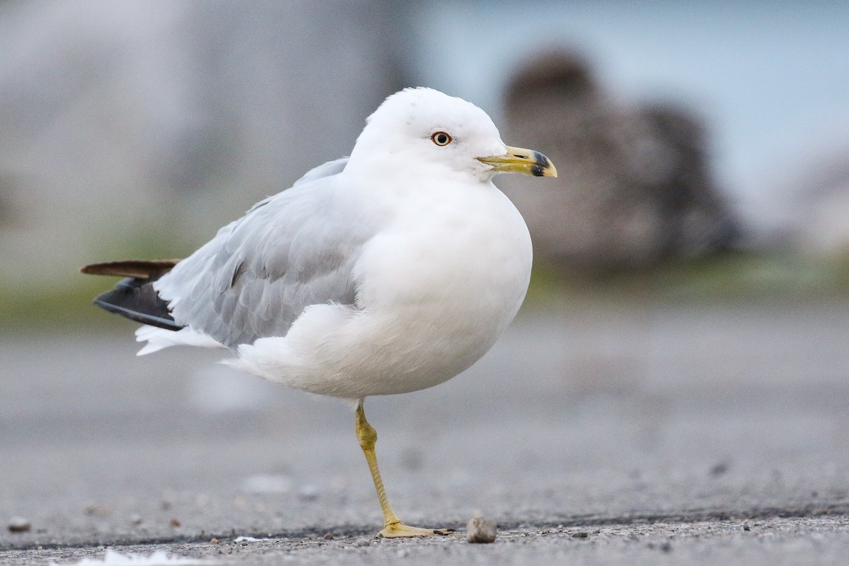 Ring-billed Gull - ML362437201