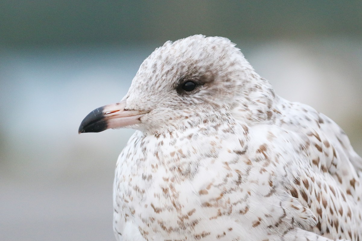 Ring-billed Gull - ML362437221