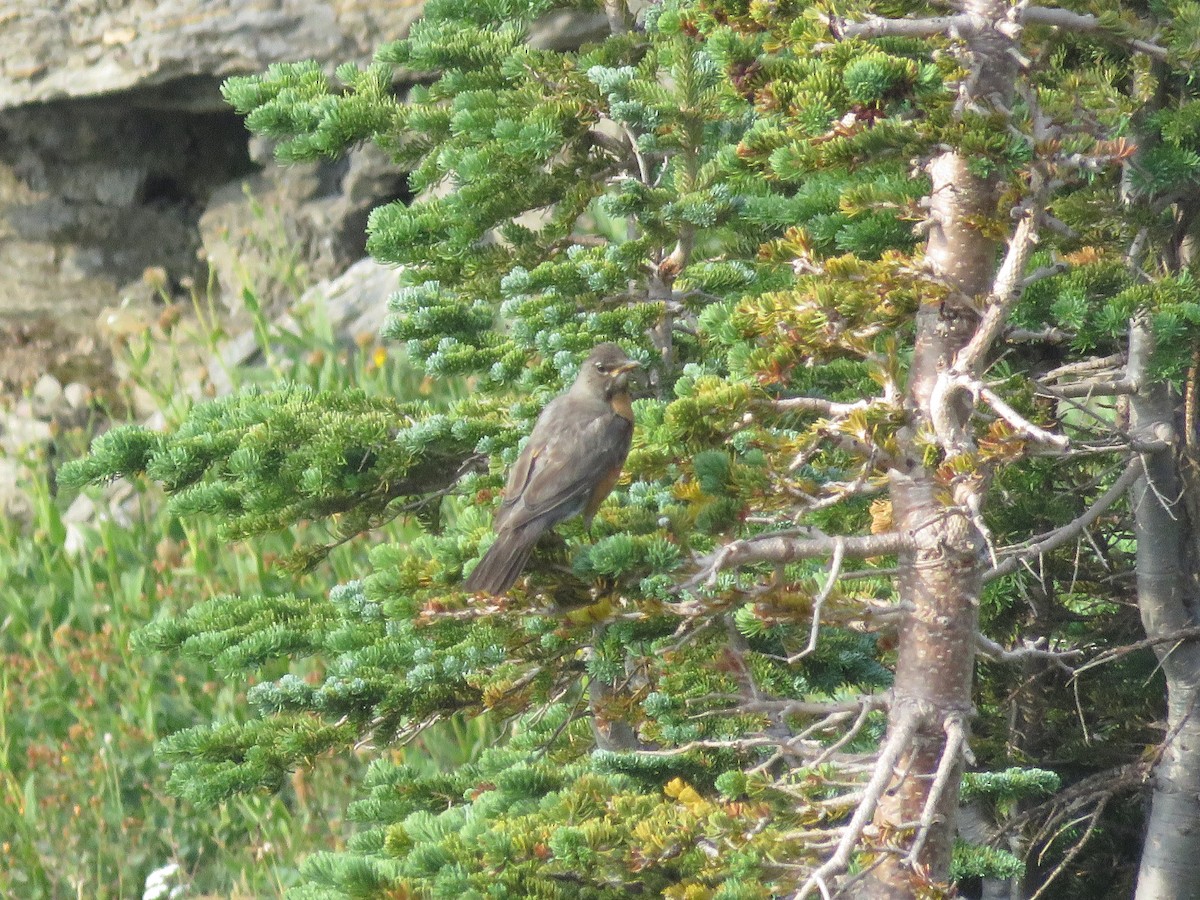 American Robin - ML362437491