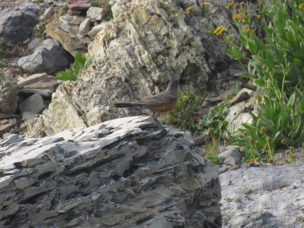 American Robin - ML362437501