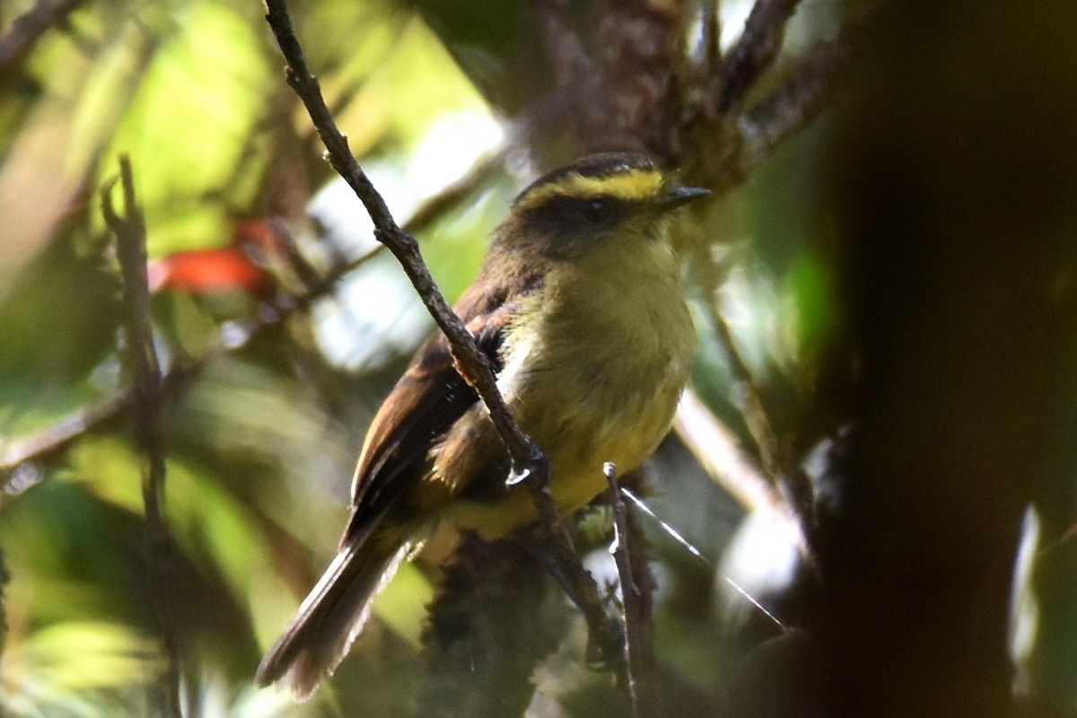 Yellow-bellied Chat-Tyrant - ML362441171