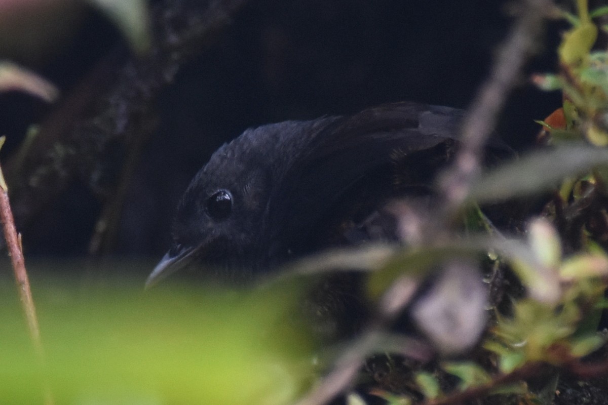 Nariño Tapaculo - ML362441251