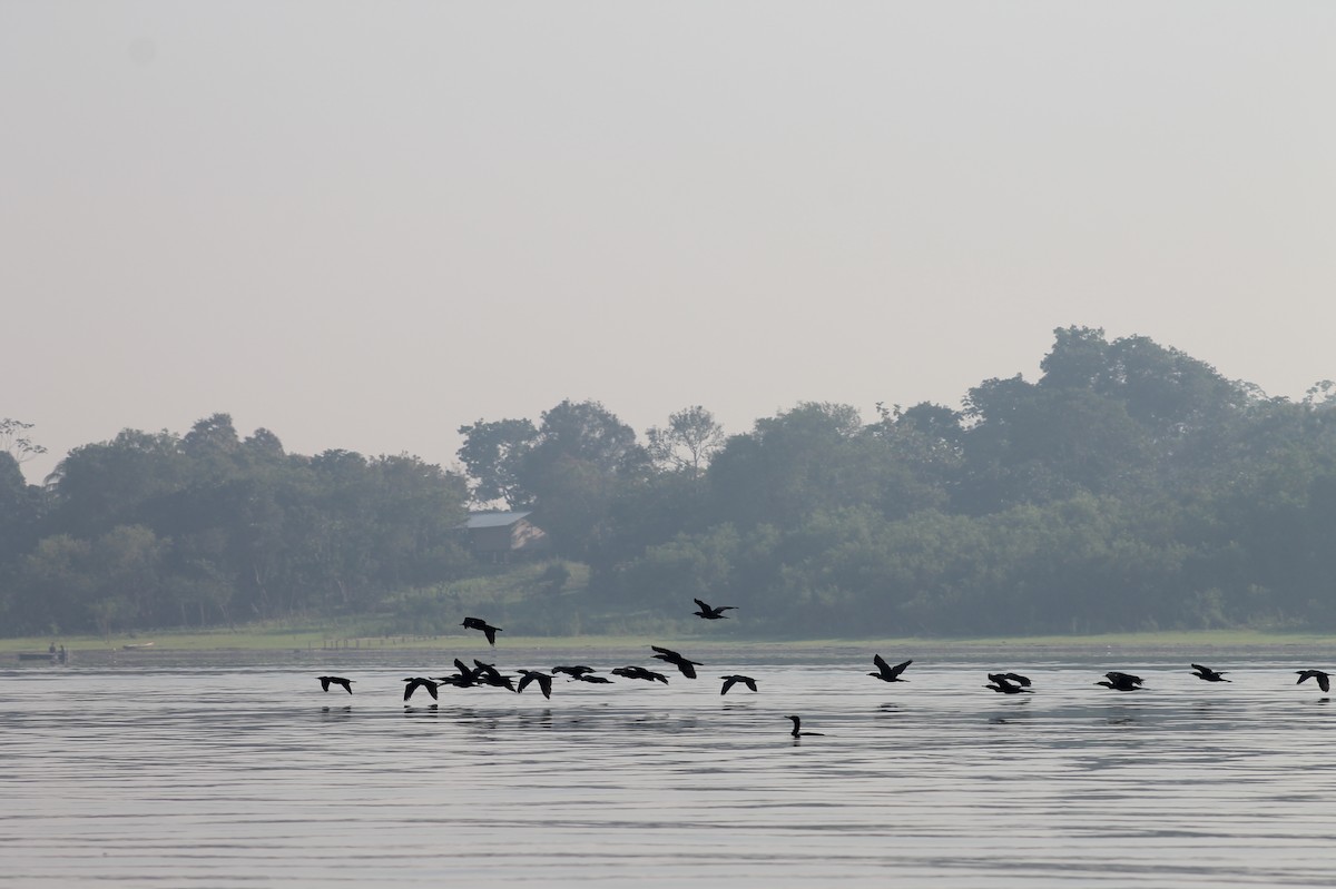 Neotropic Cormorant - ML362446571