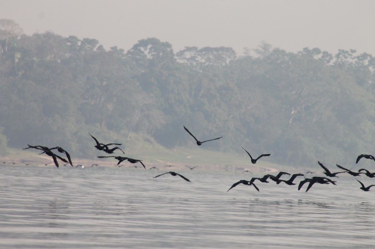 Neotropic Cormorant - ML362446591