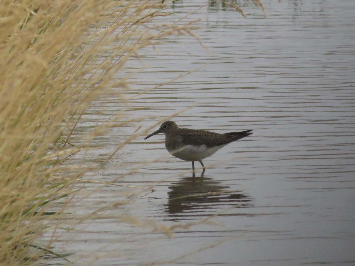 Solitary Sandpiper - ML362448191