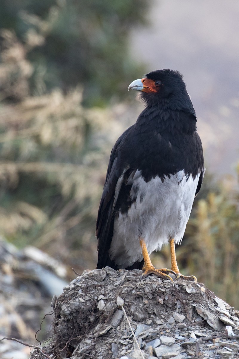 Mountain Caracara - ML36244881