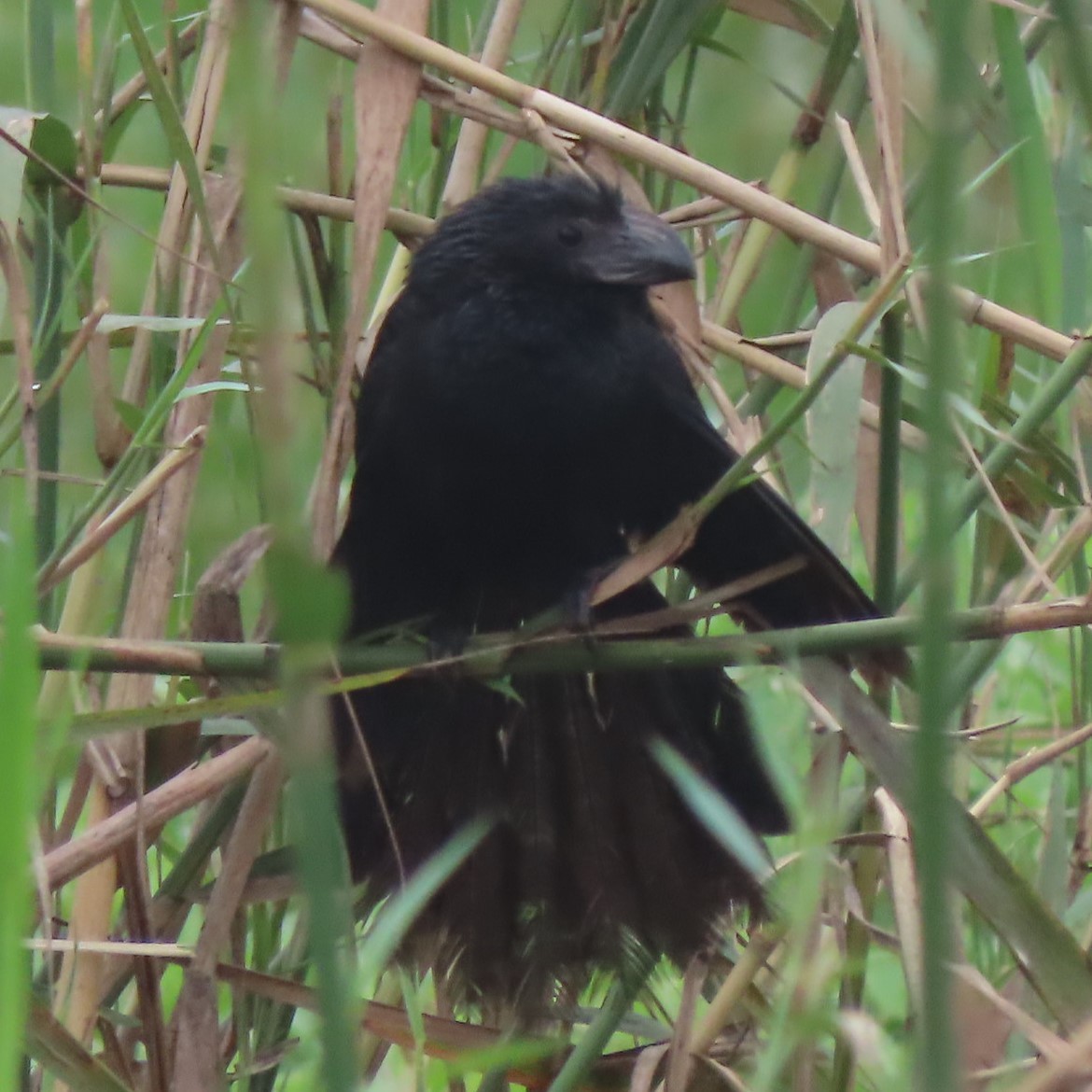 Groove-billed Ani - ML362449141