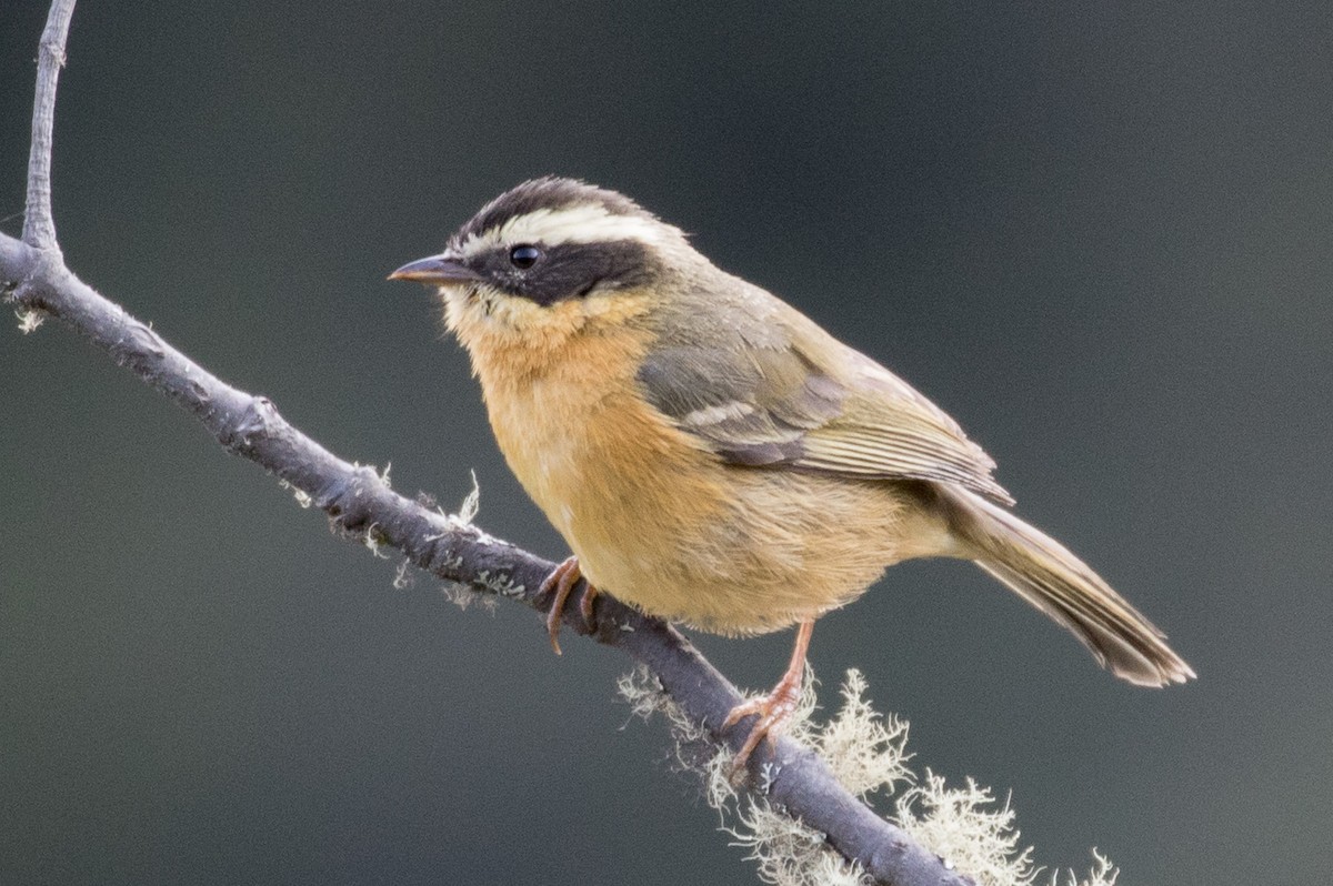 Three-striped Hemispingus - Robert Lewis