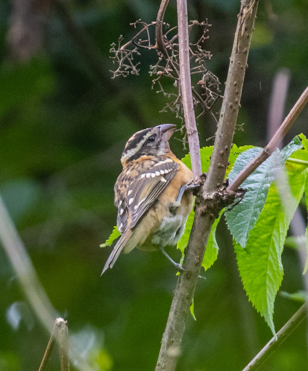 Black-headed Grosbeak - ML362449821