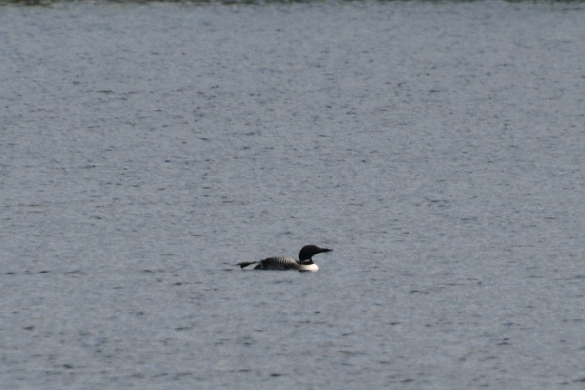 Common Loon - Tibbett Speer