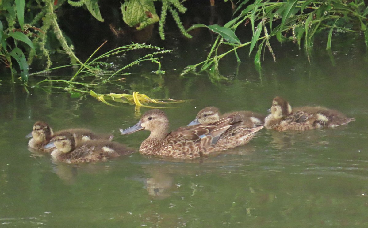 Cinnamon Teal - Diane Etchison