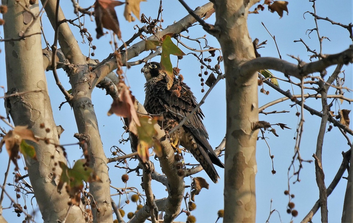 Peregrine Falcon - Angela Kenny