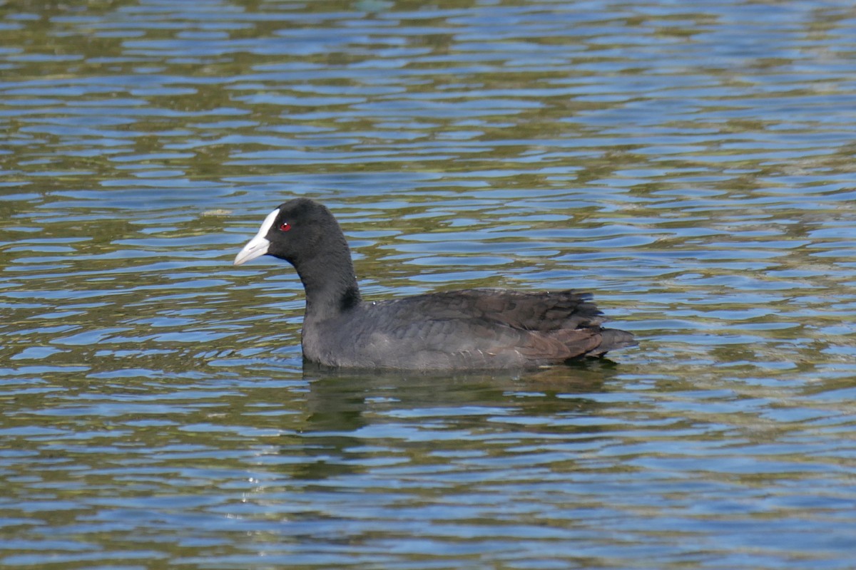 Focha Común - ML362451011