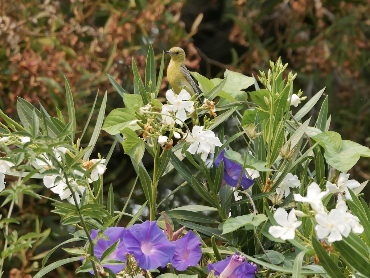 Hooded Oriole - Barbara Coll