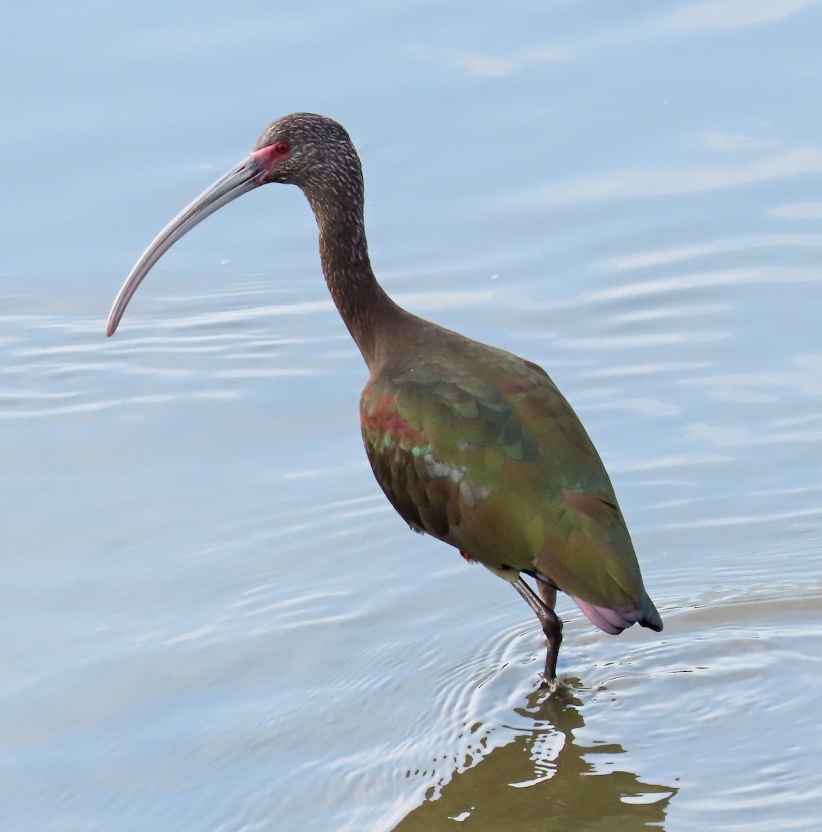 White-faced Ibis - ML362451281