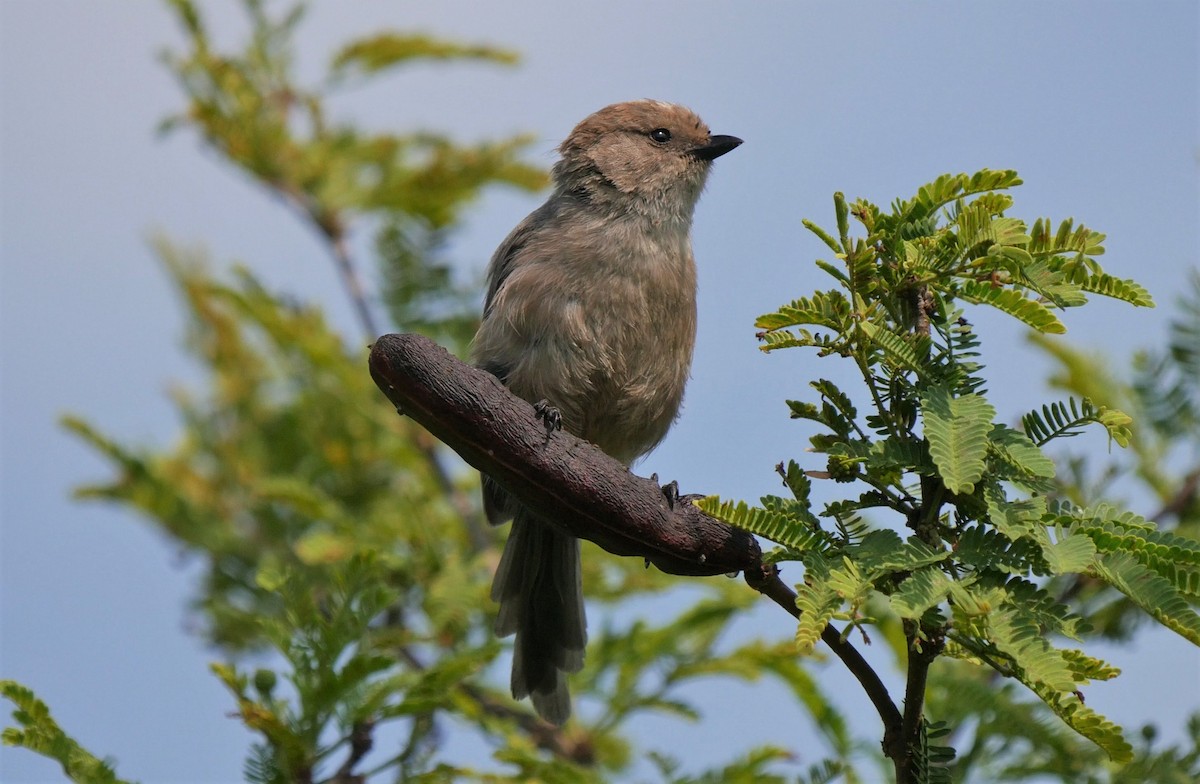 Bushtit - ML362451421