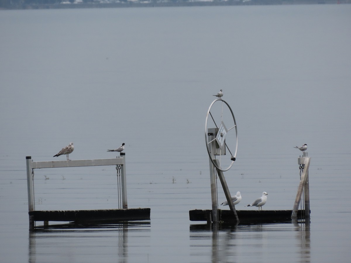 Gaviota de Delaware - ML362453221