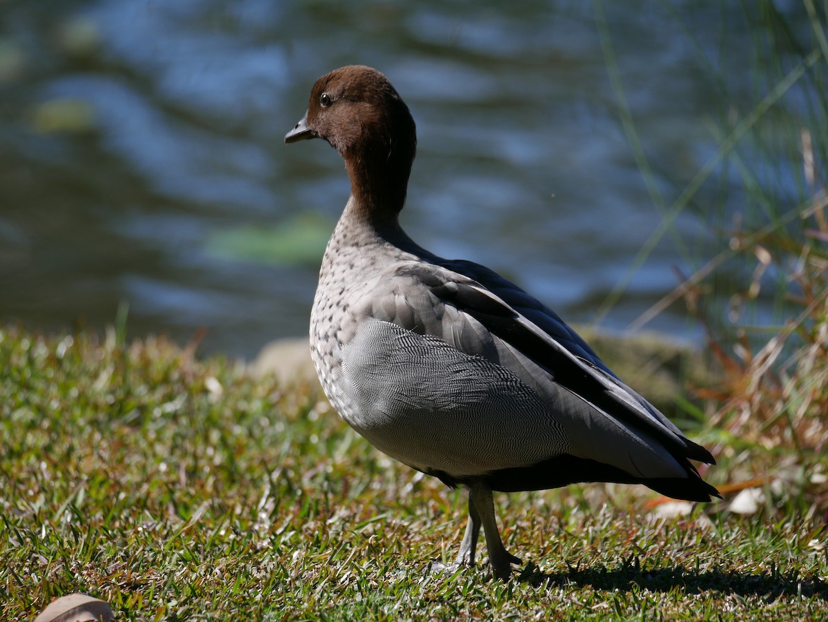 Pato de Crin - ML362453391