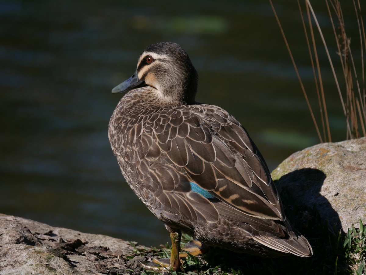 Pacific Black Duck - ML362453521