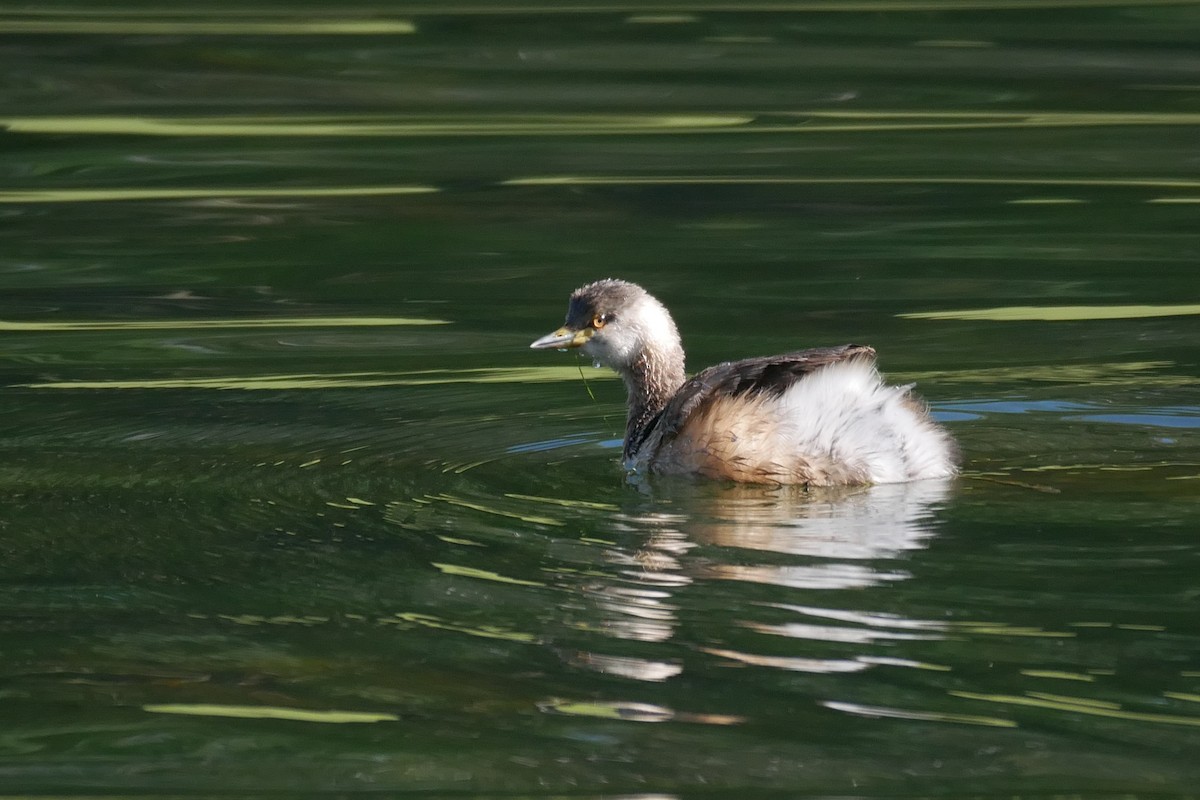 Australasian Grebe - ML362453581